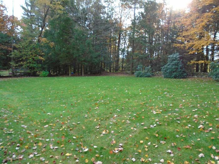 A large lush green field with trees in the background.