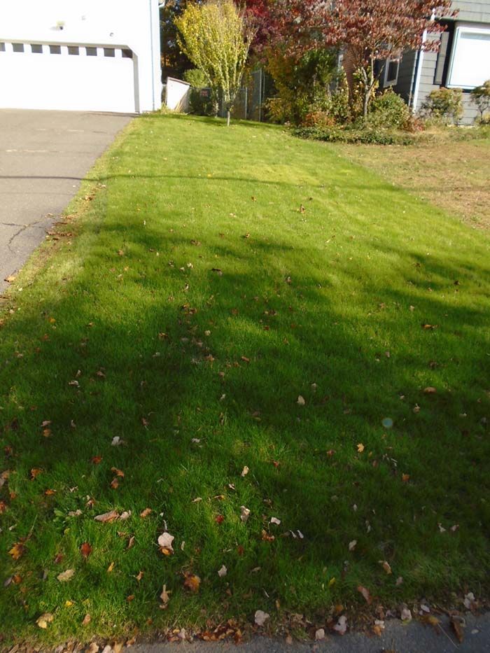 A lush green lawn with a garage in the background