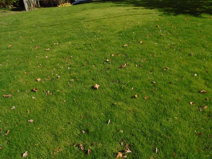 A lush green lawn with a lot of leaves on it