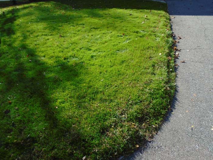A lush green lawn with a sidewalk in the background