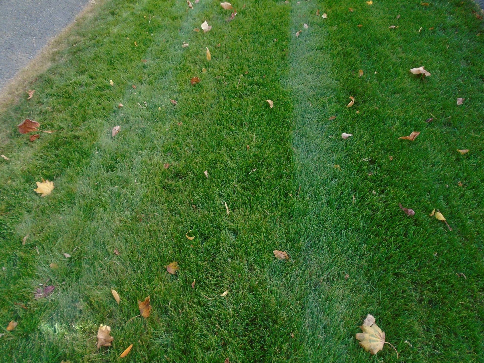 A close up of a lawn with leaves on it.