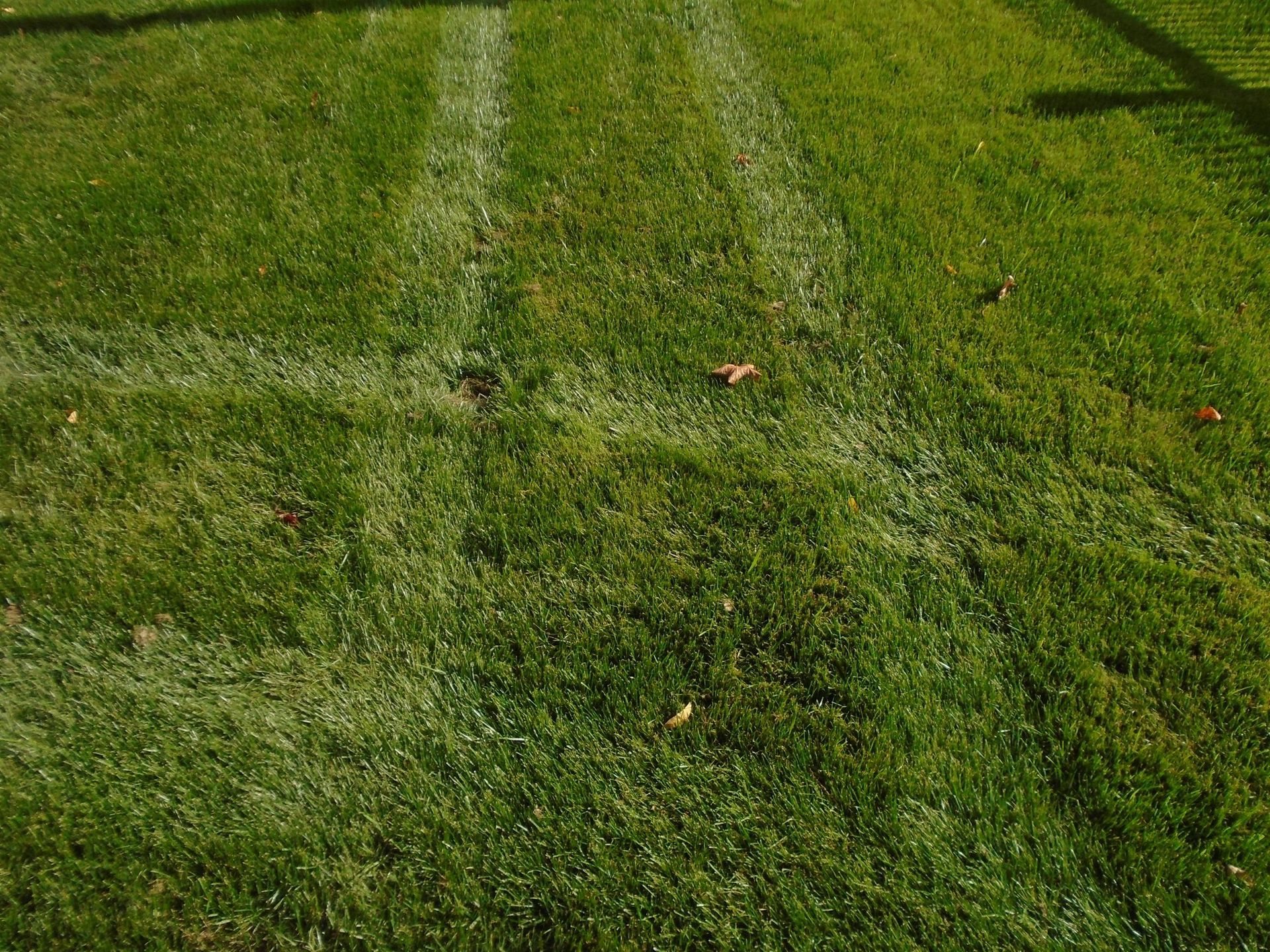 A close up of a lawn with a white line on it.