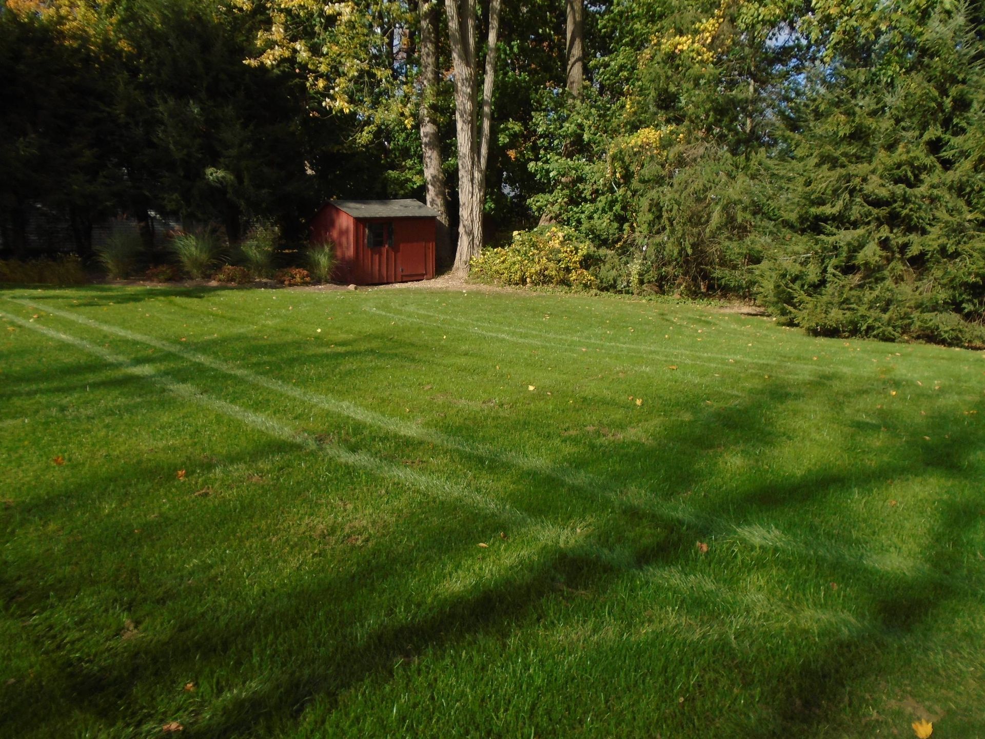 A lush green lawn with a red shed in the background