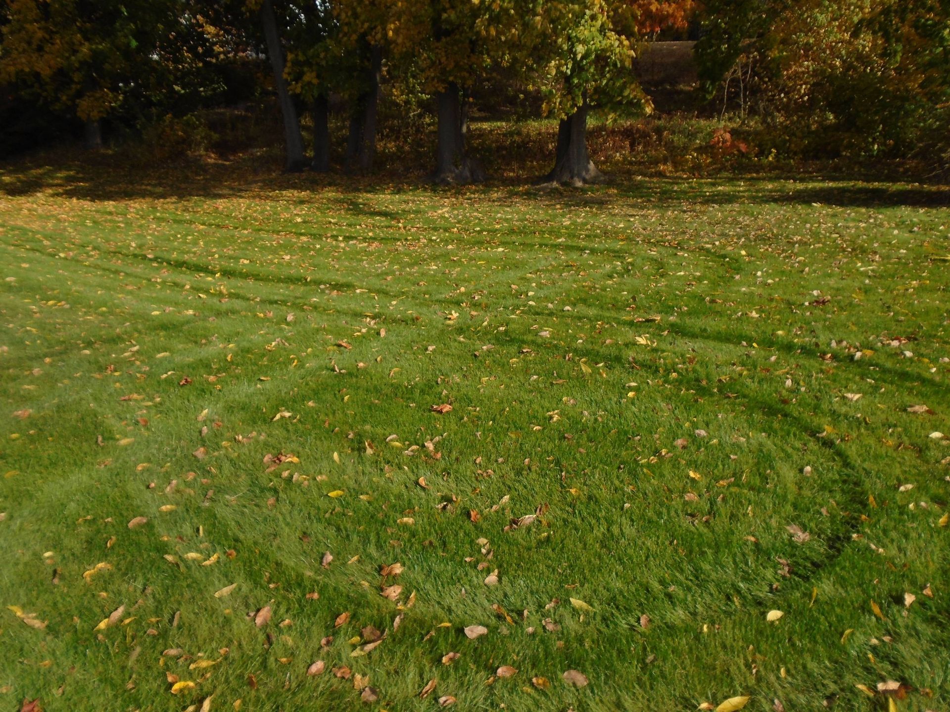 A lush green lawn with a lot of leaves on it