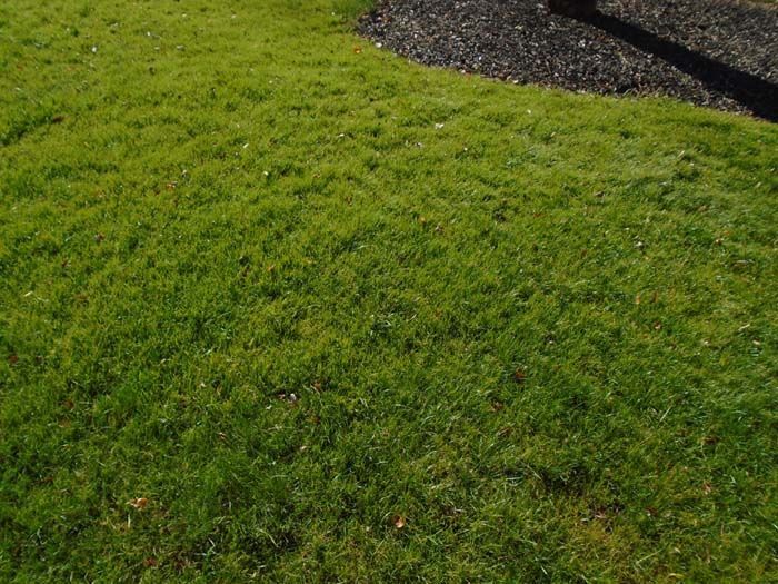 A close up of a lush green lawn with a tree in the background.