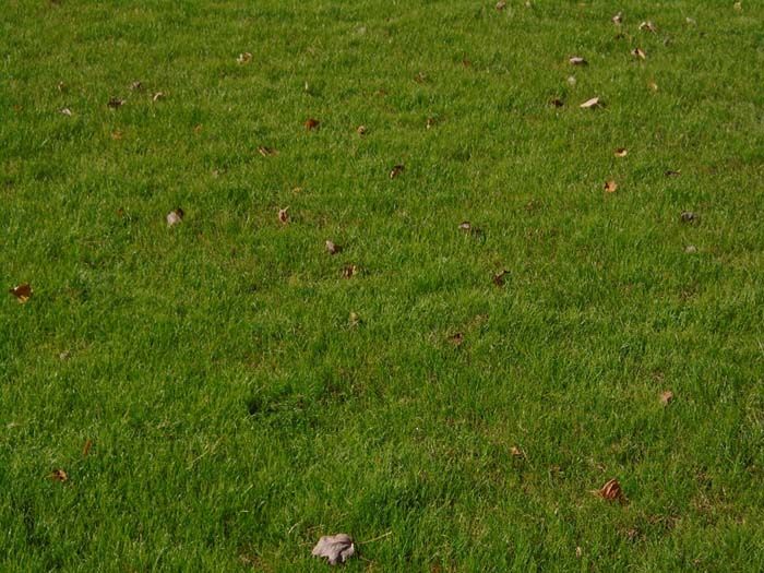 A lush green field of grass with leaves on the ground