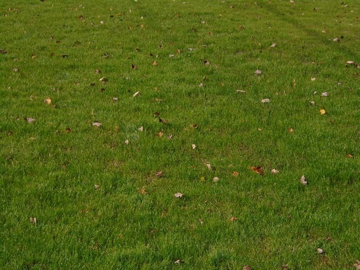 A field of green grass with leaves on the ground