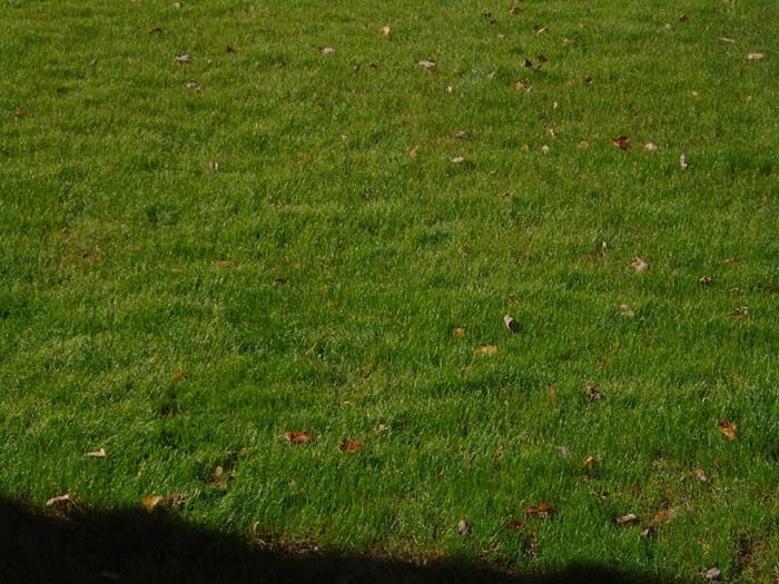 A shadow of a person is cast on a lush green field of grass