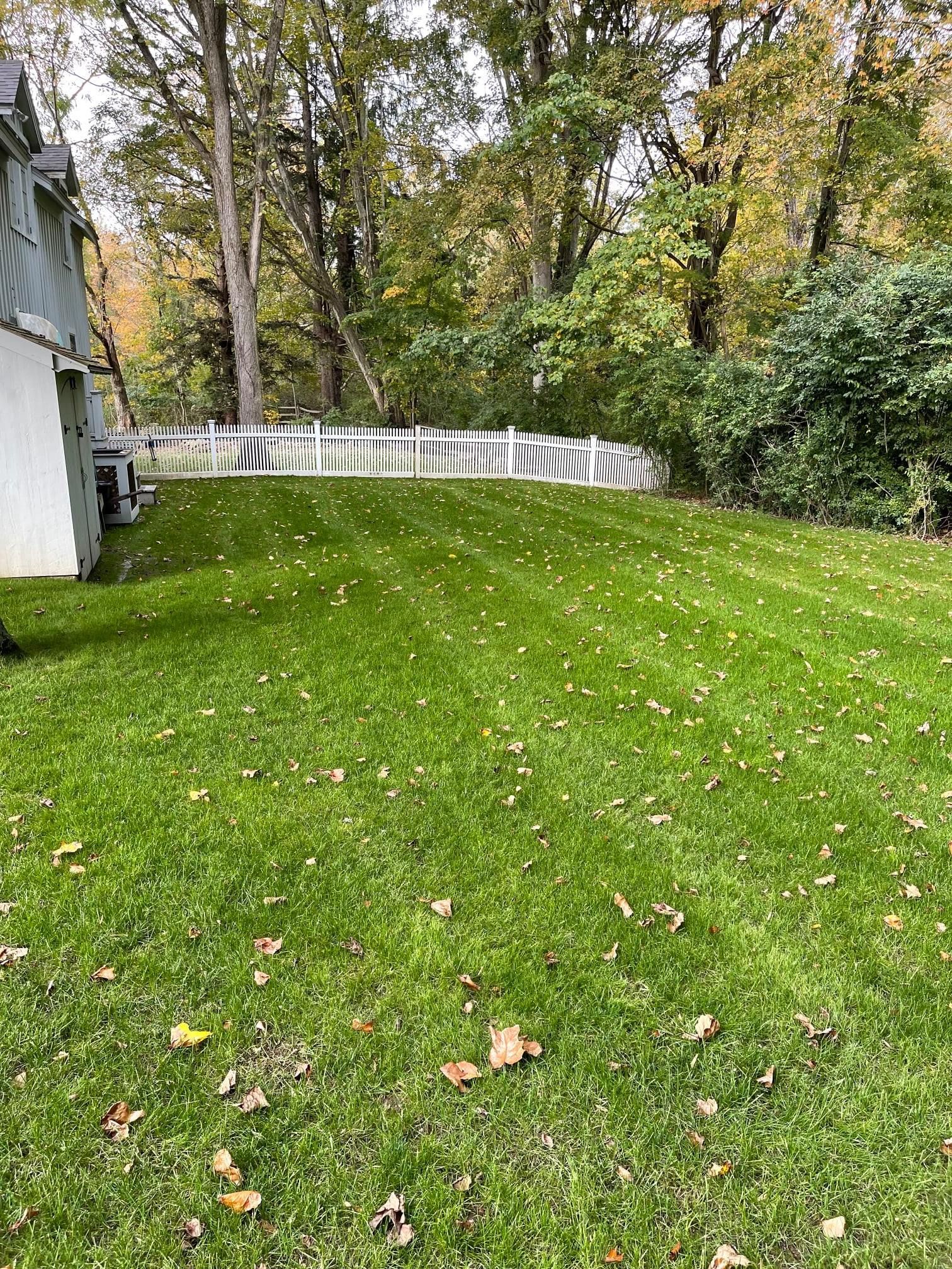 Lush green lawn with scattered leaves, white picket fence, and trees in background. Side of a building on the left.