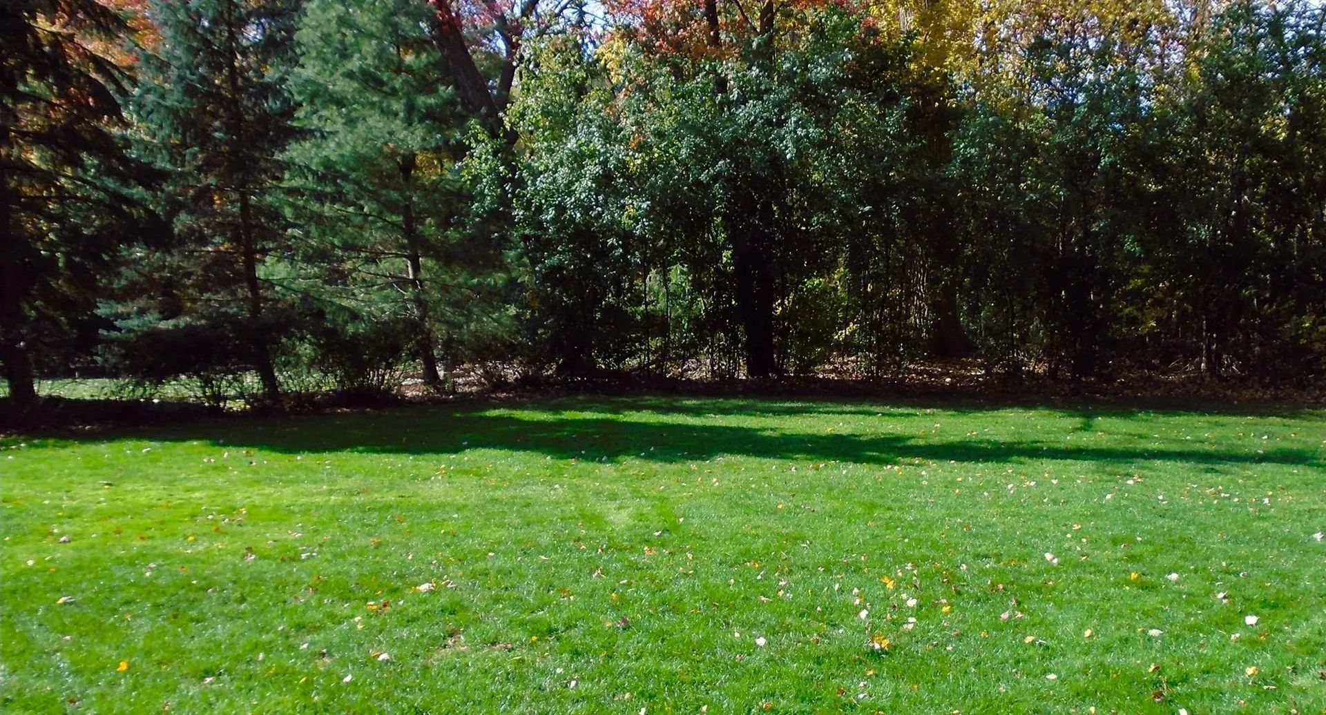 A lush green field with trees in the background