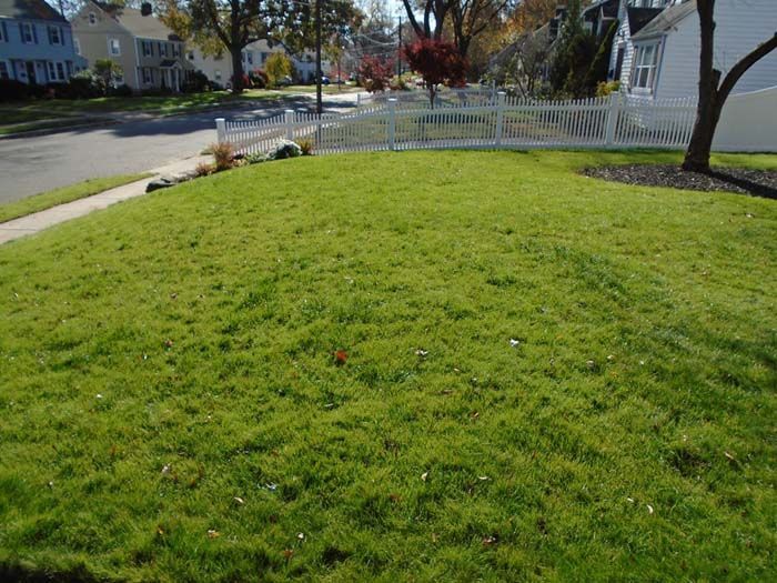 A lush green lawn with a white picket fence and houses in the background.