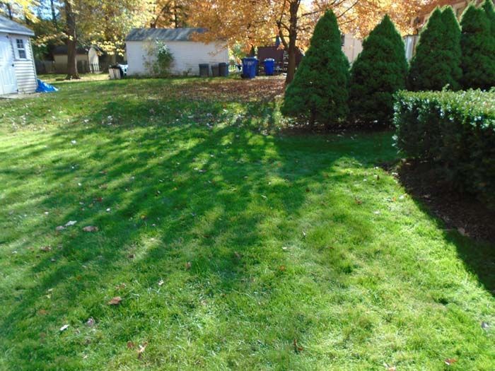 A lush green lawn with a shed in the background