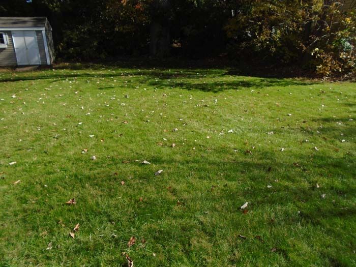 A lush green lawn with a shed in the background