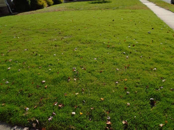 A lush green lawn with a sidewalk in the background