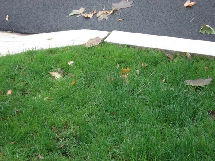A lush green lawn with leaves on the ground
