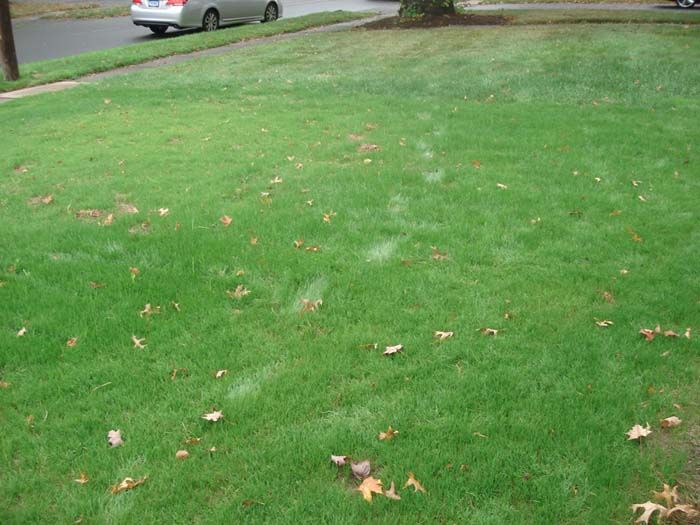 A car is parked on the side of the road next to a lush green lawn.