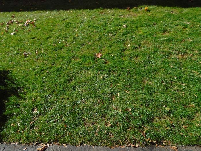 A lawn with a lot of green grass and leaves on it