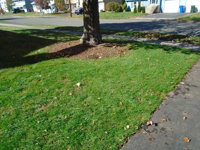 A tree in the middle of a lush green lawn