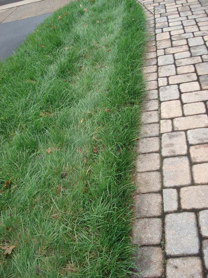 A brick walkway next to a lush green lawn.