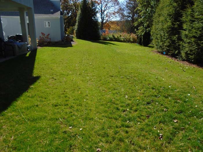 A lush green yard with a white house in the background