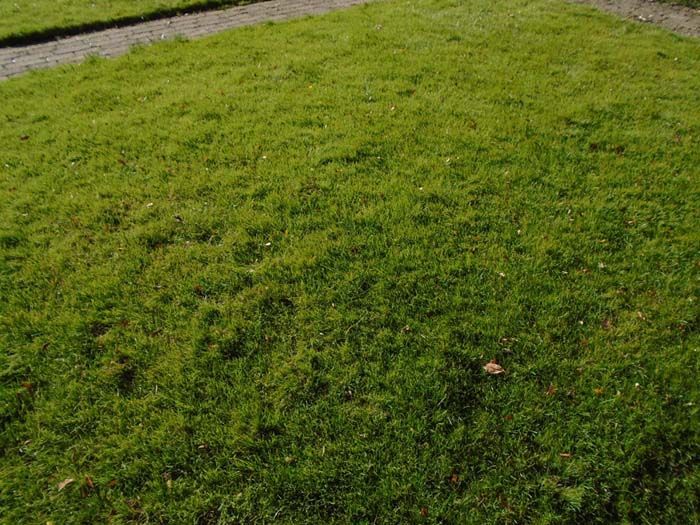 A close up of a lush green lawn with a path in the background.