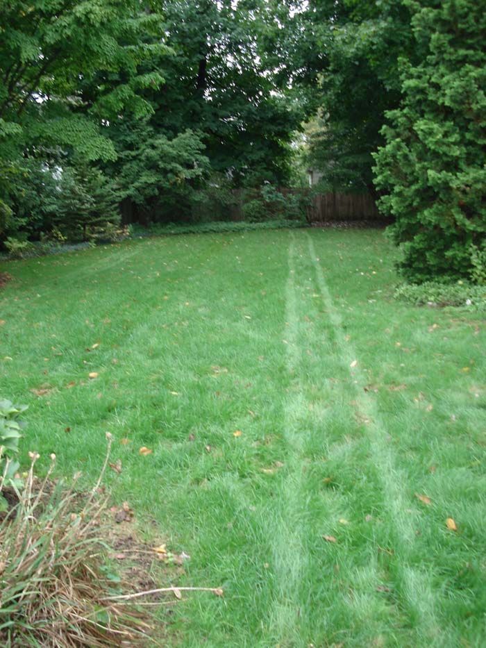 A lush green lawn with a few trees in the background