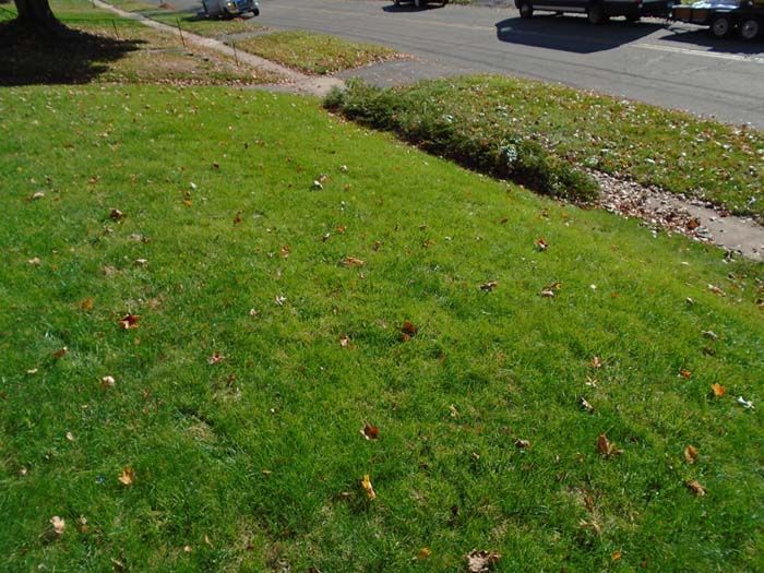 A car is parked on the side of the road next to a lush green lawn.