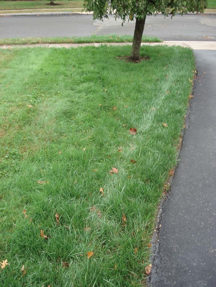 A tree is in the middle of a lush green lawn next to a sidewalk.
