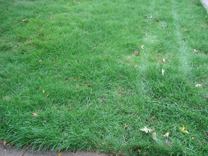A close up of a lush green lawn next to a sidewalk.