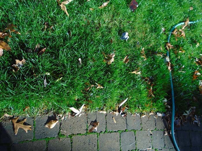 A hose is laying in the grass next to a brick walkway