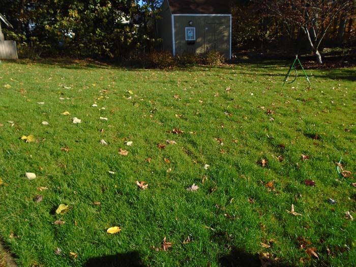 A lush green lawn with a shed in the background