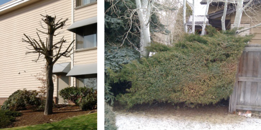 A picture of a tree and a picture of a hedge in front of a house.