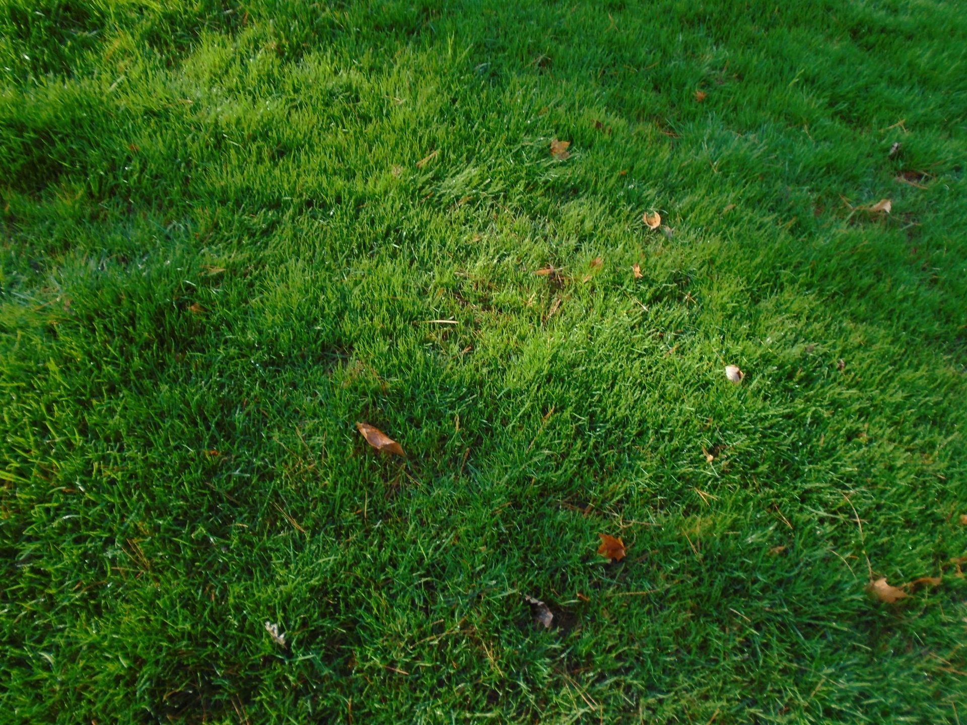 A close up of a lush green lawn with leaves on the ground.