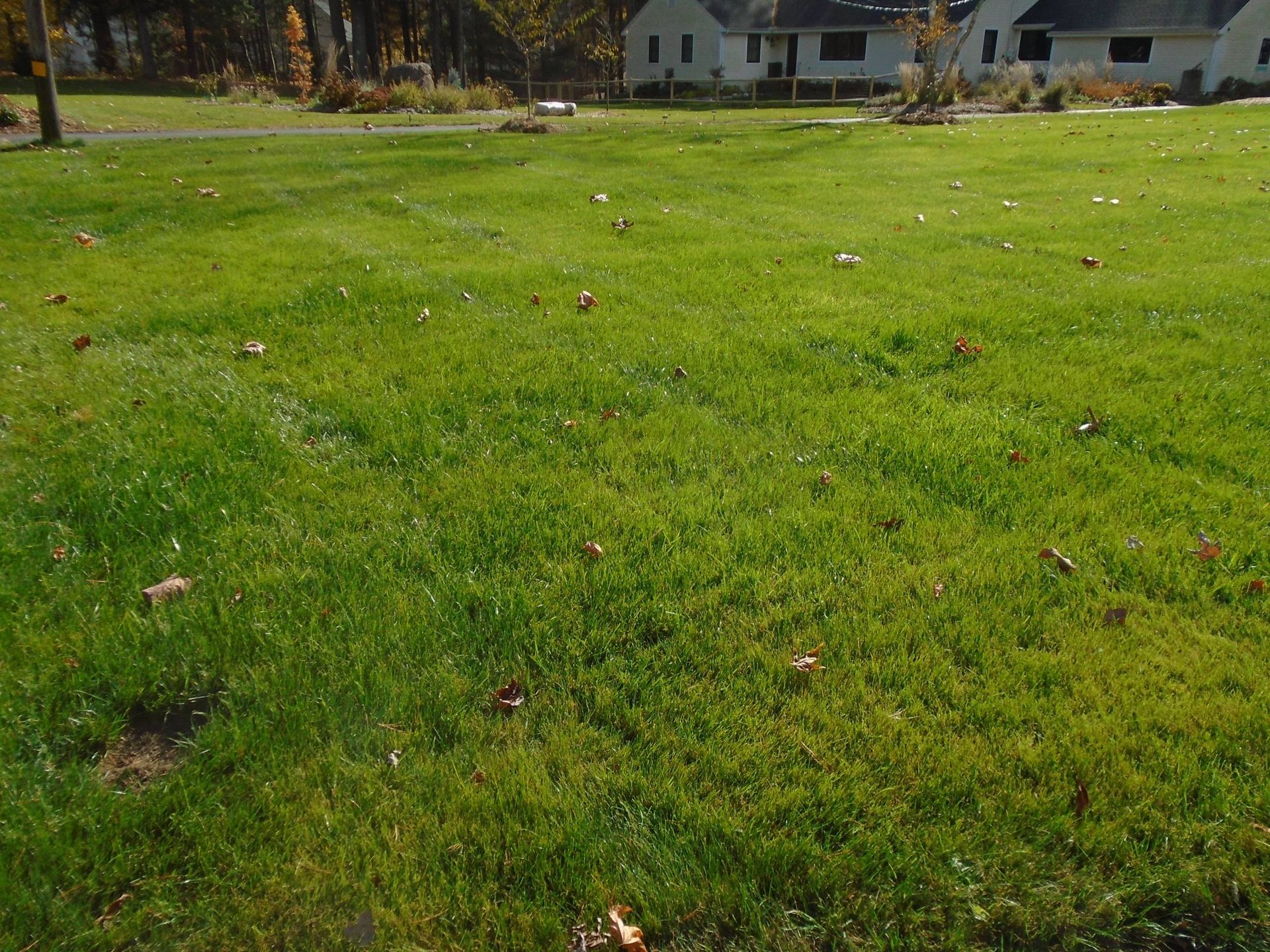A lush green field of grass with a house in the background.