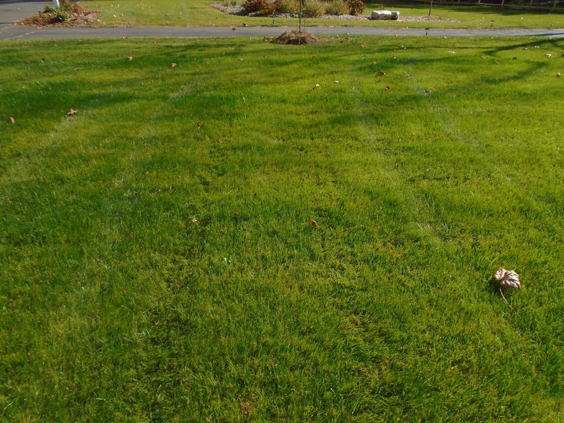 A ball is sitting in the middle of a lush green field.