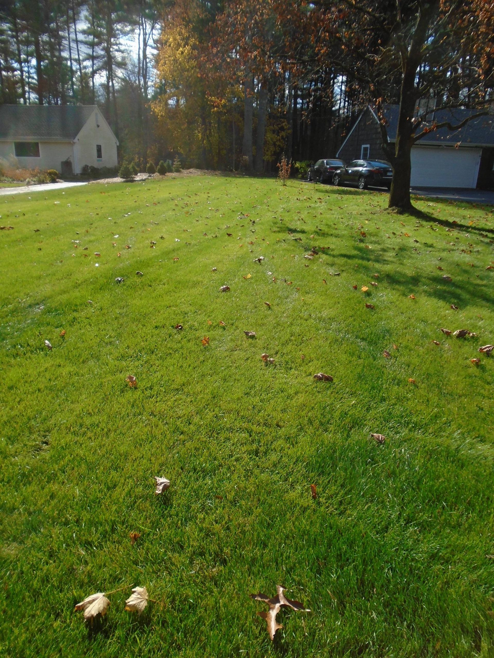 A lush green lawn with a house in the background
