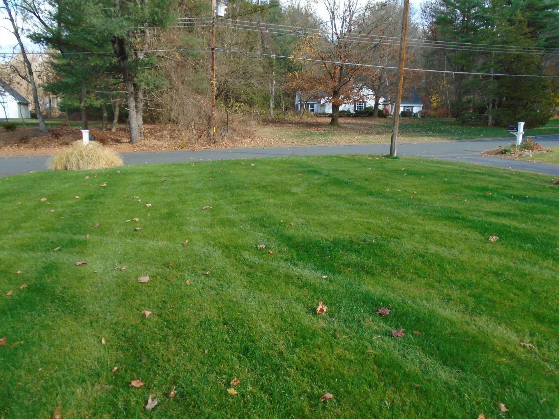 A lush green lawn with a driveway and trees in the background.