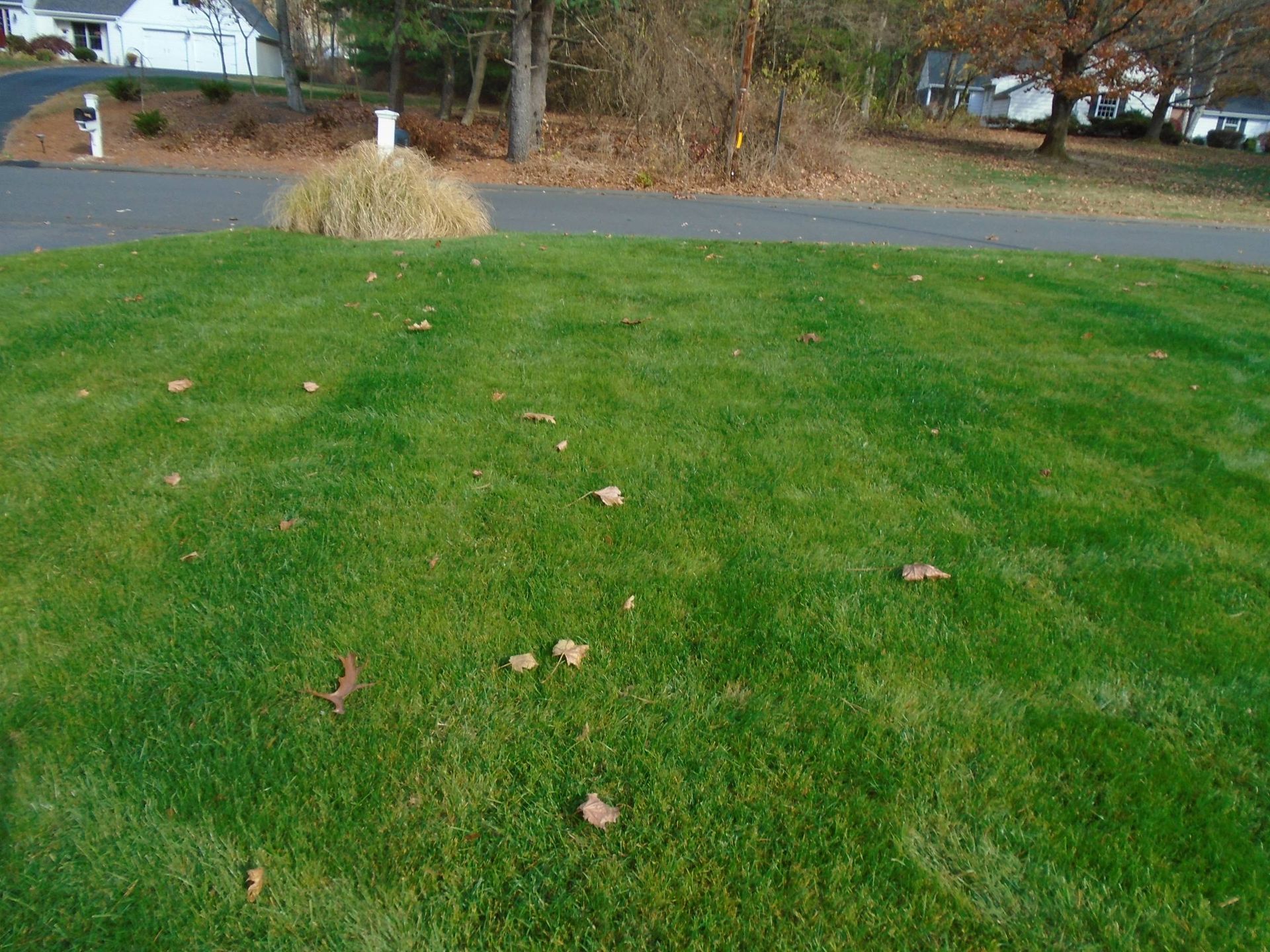 A lush green lawn with a few leaves on it