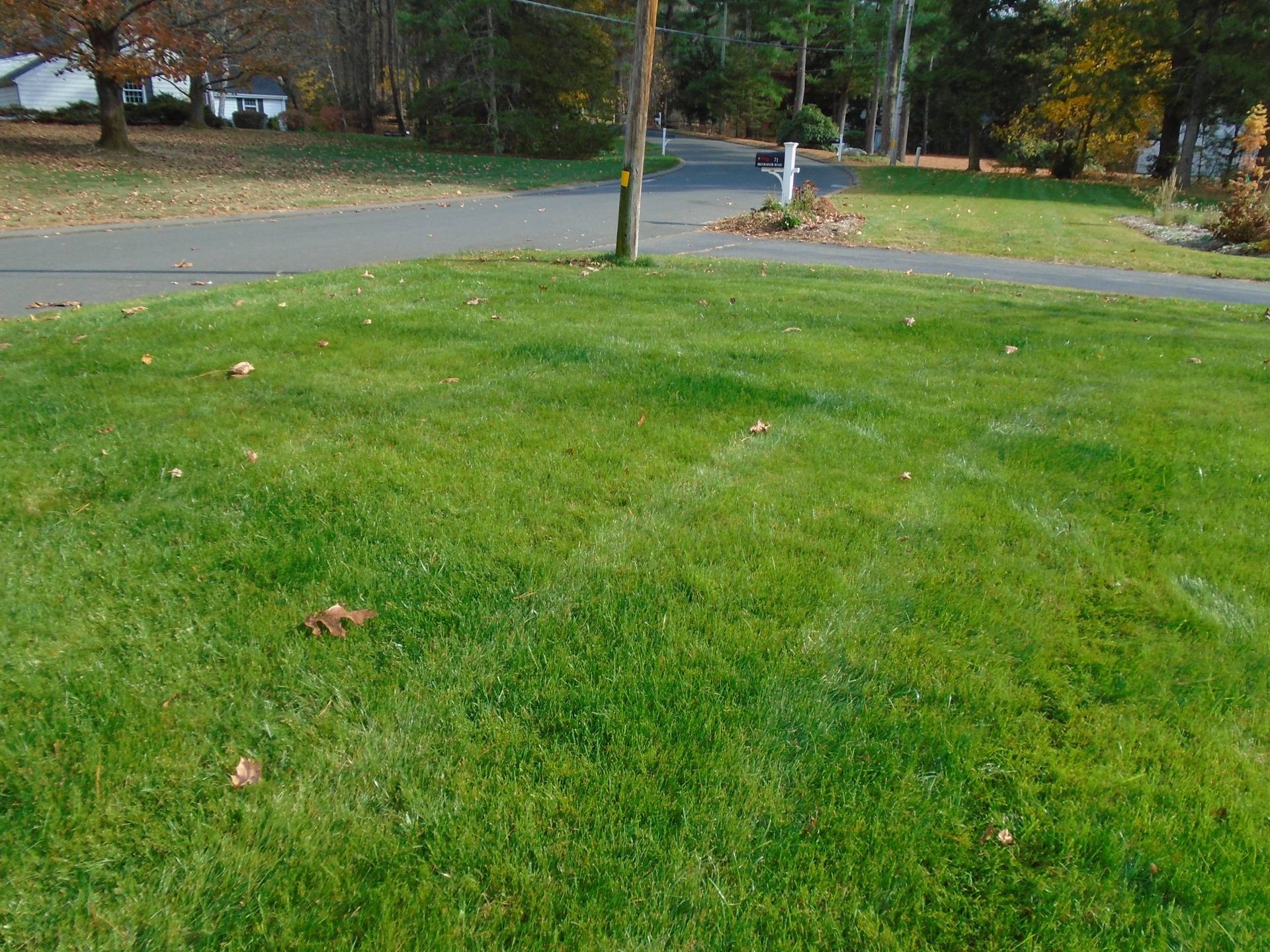 A lush green lawn with a driveway in the background.