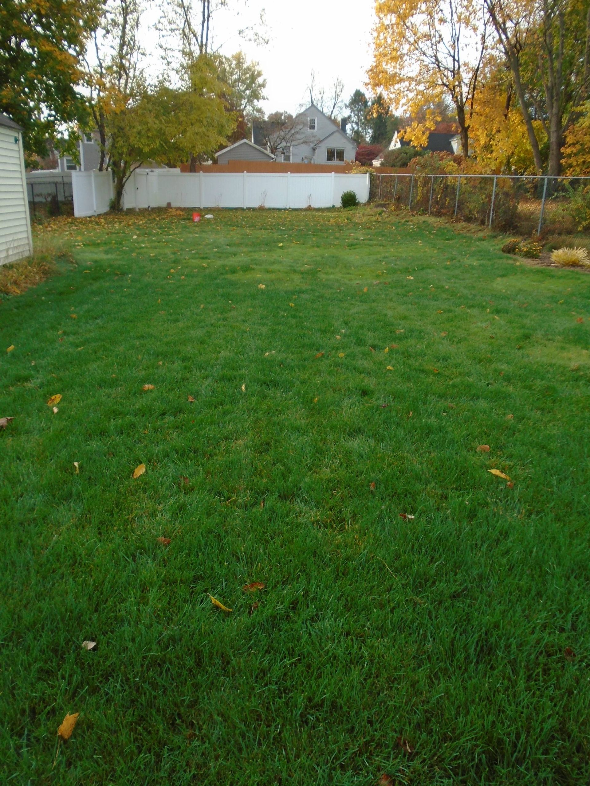 A lush green yard with a white wall in the background