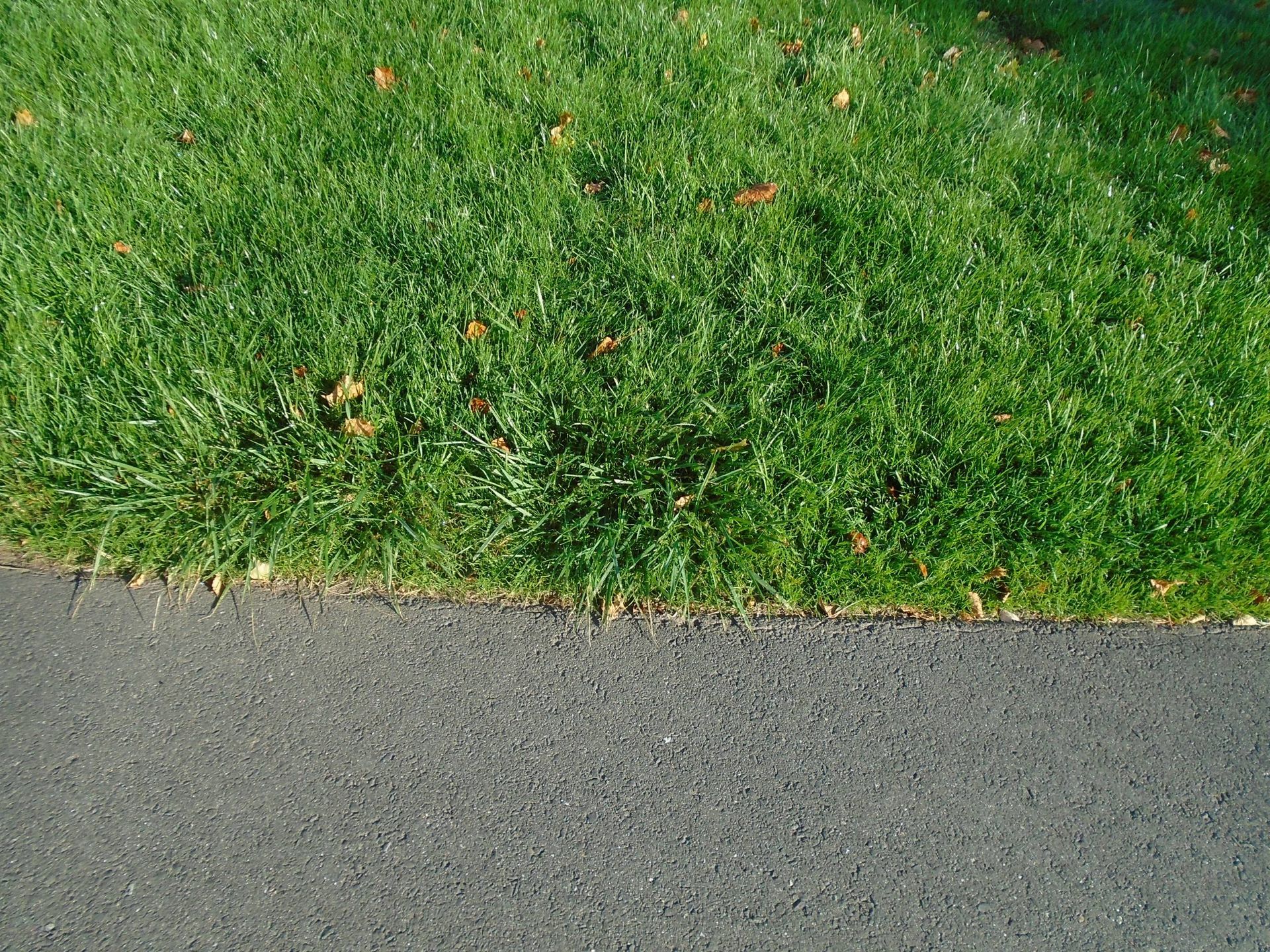 The grass is growing on the side of the road next to the asphalt.
