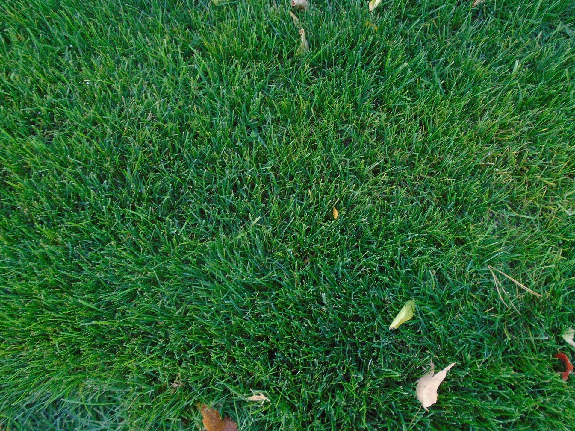 A close up of a patch of green grass with leaves on the ground.