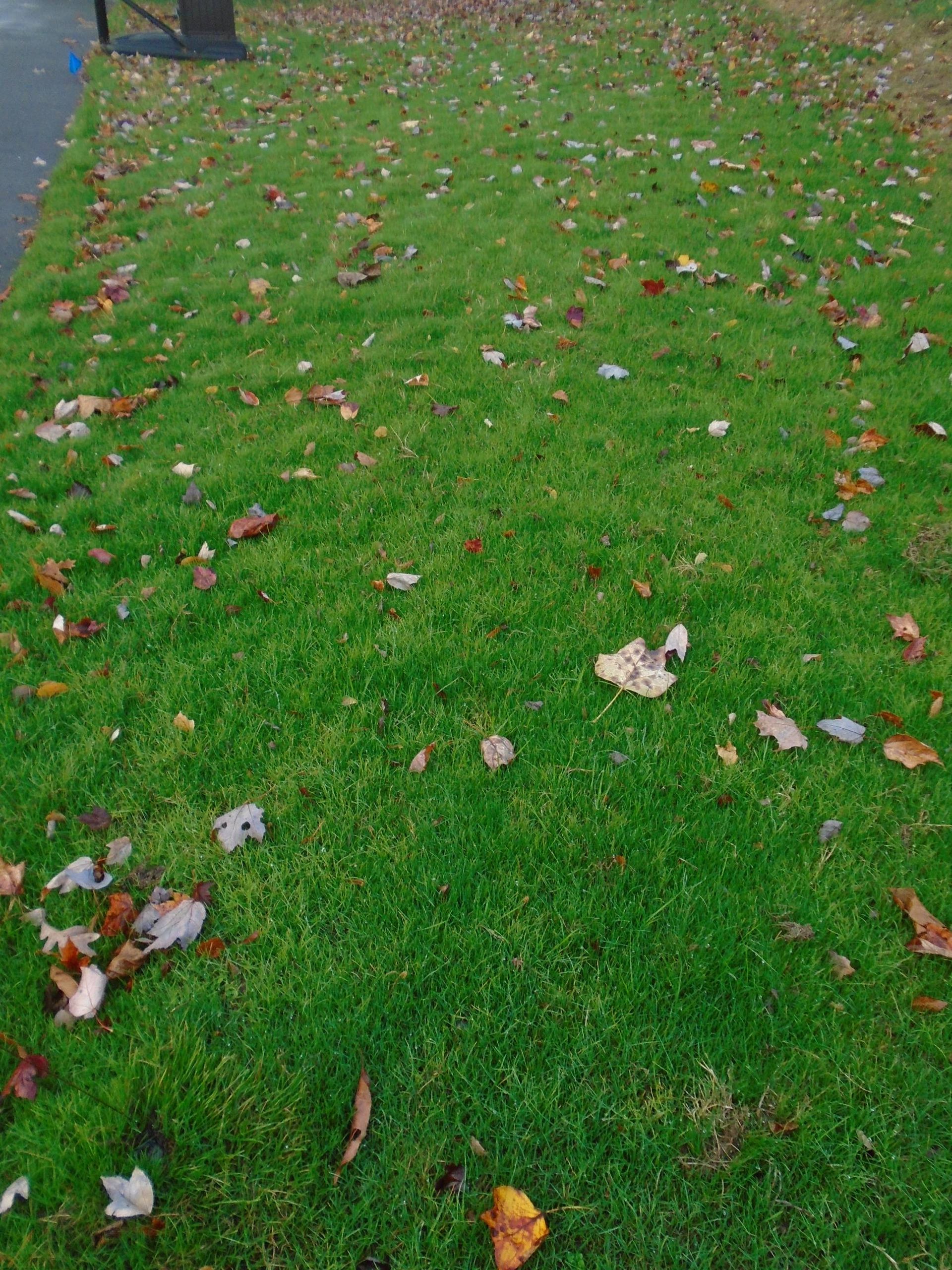A lush green lawn with a lot of leaves on it