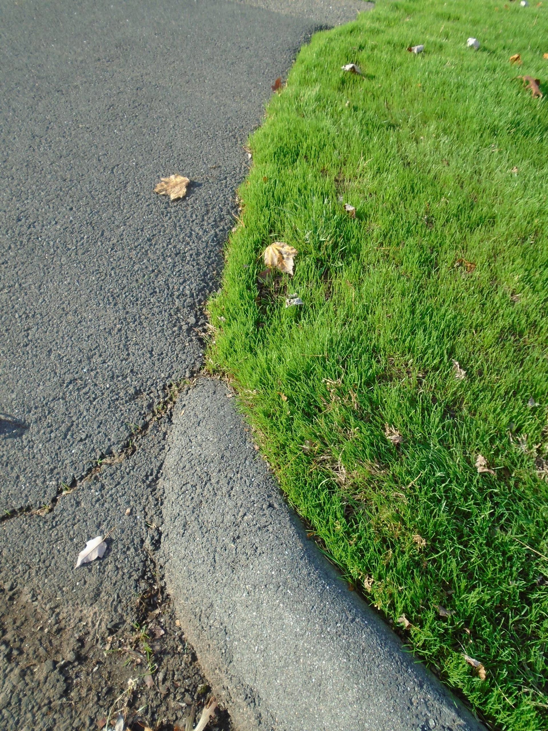 The grass is growing on the side of the road next to the curb.