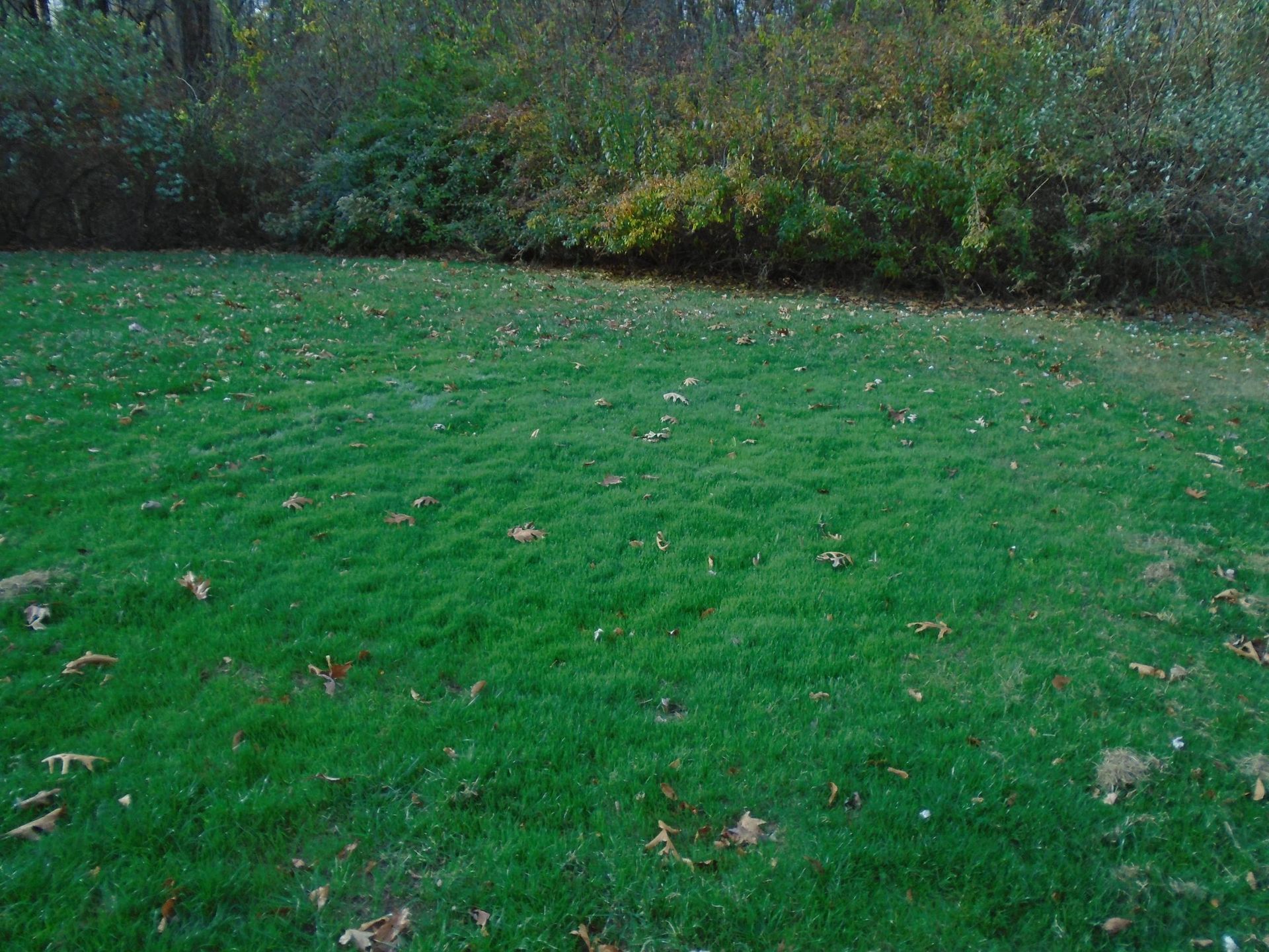 A lush green lawn with trees in the background