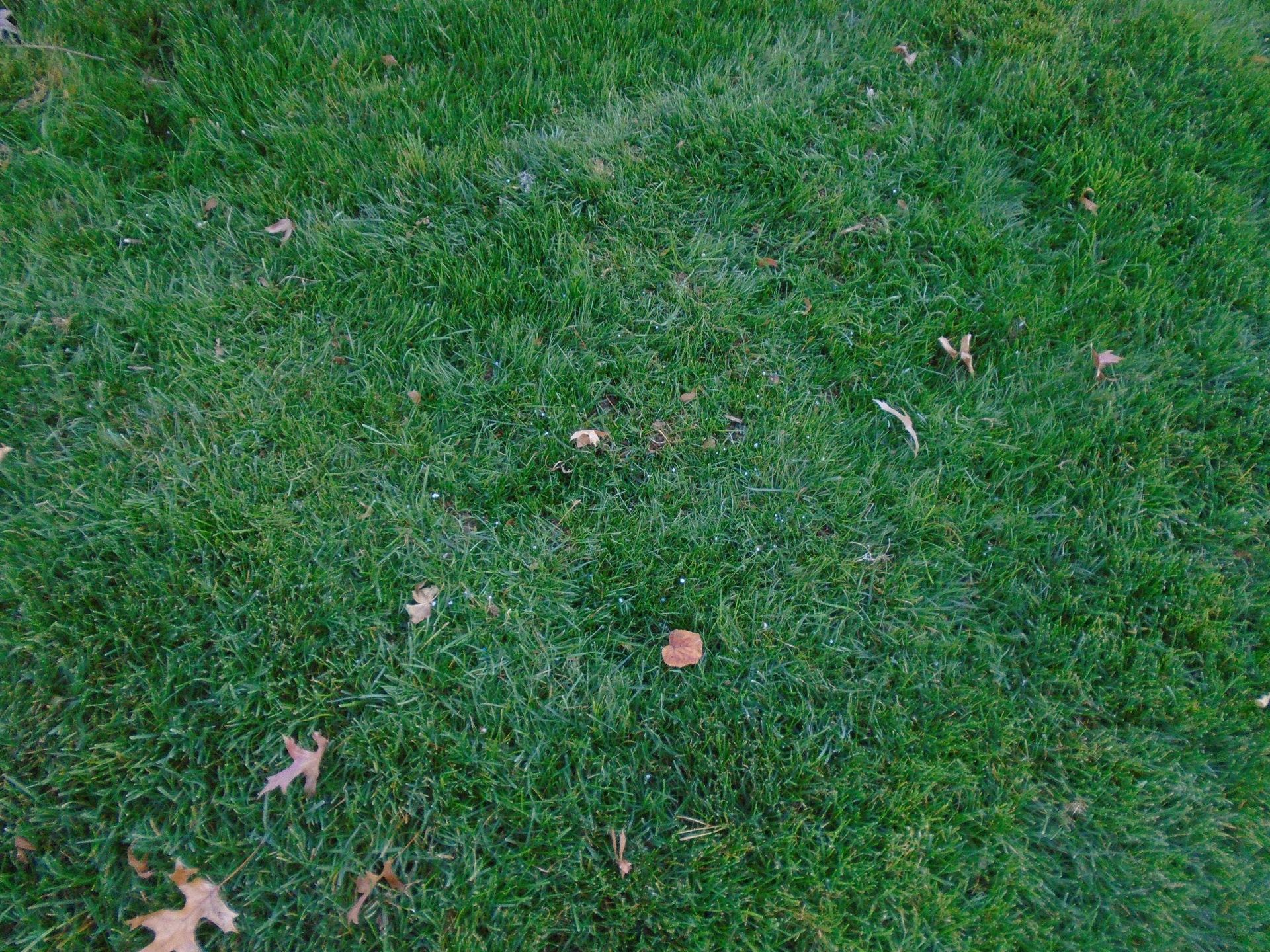 A close up of a lush green lawn with leaves on it.