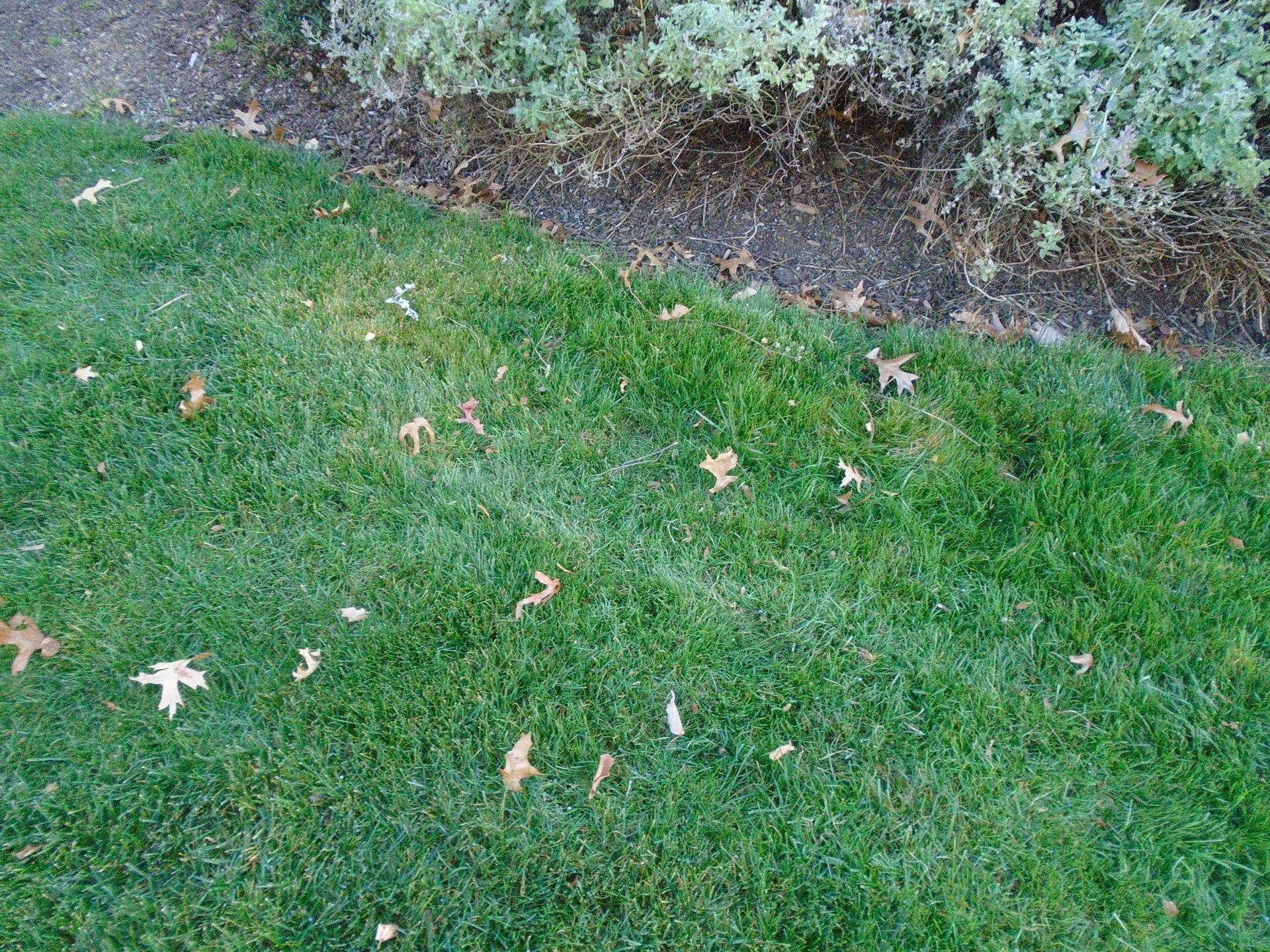 A lawn with leaves on it and a bush in the background.
