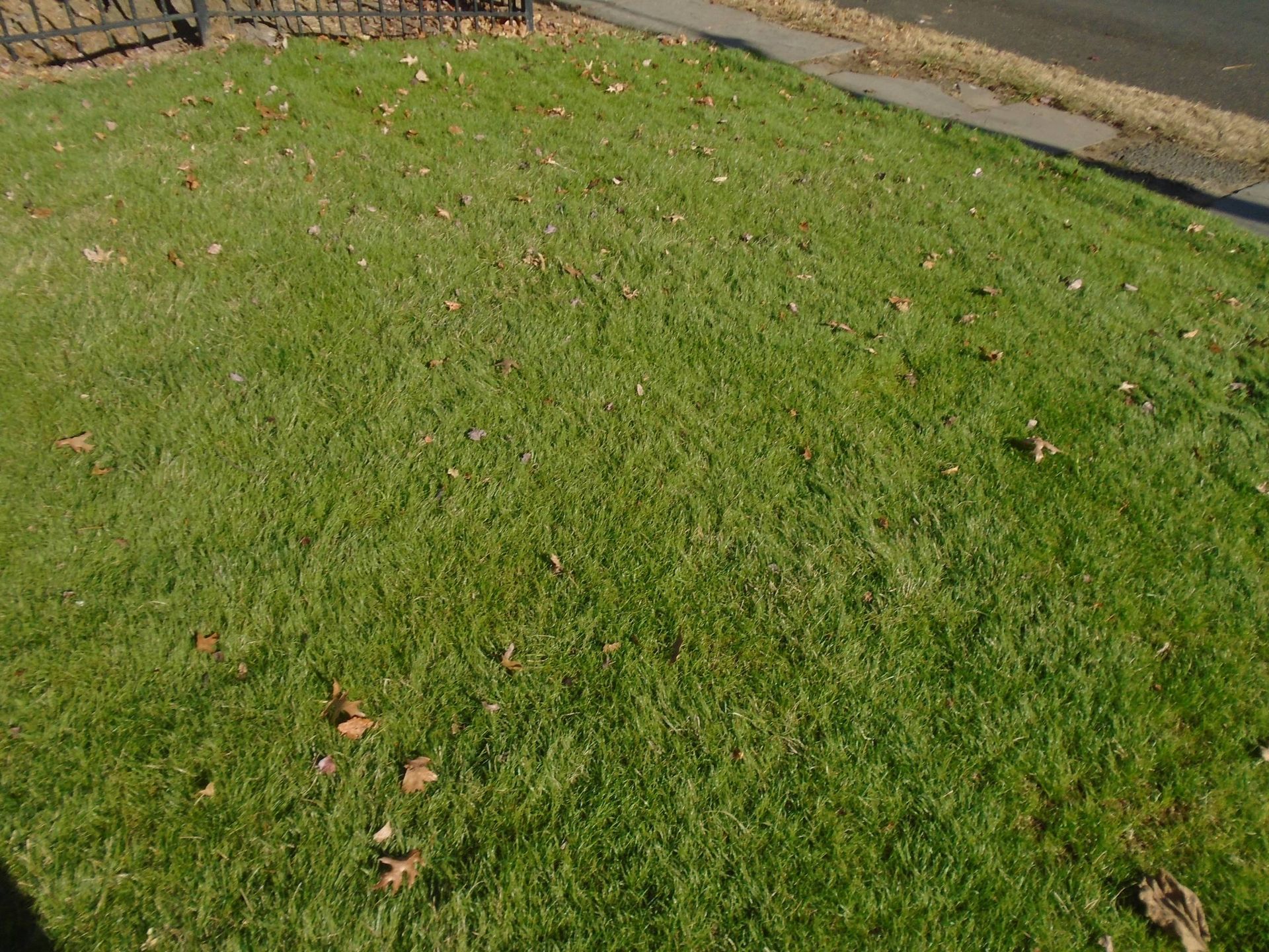 A lush green lawn with a fence in the background