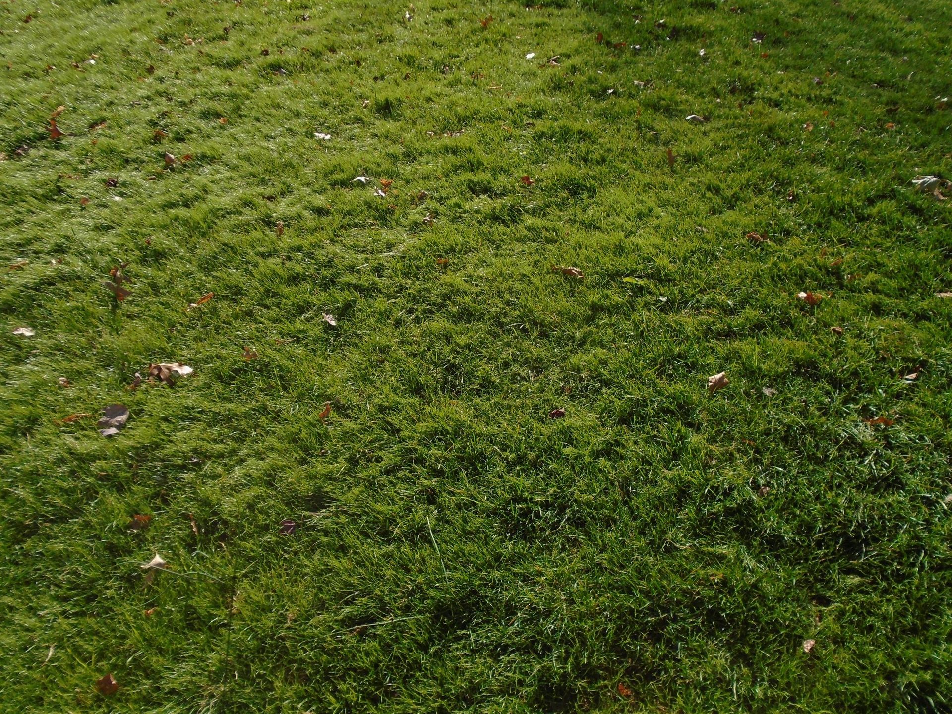 A close up of a lush green field of grass.