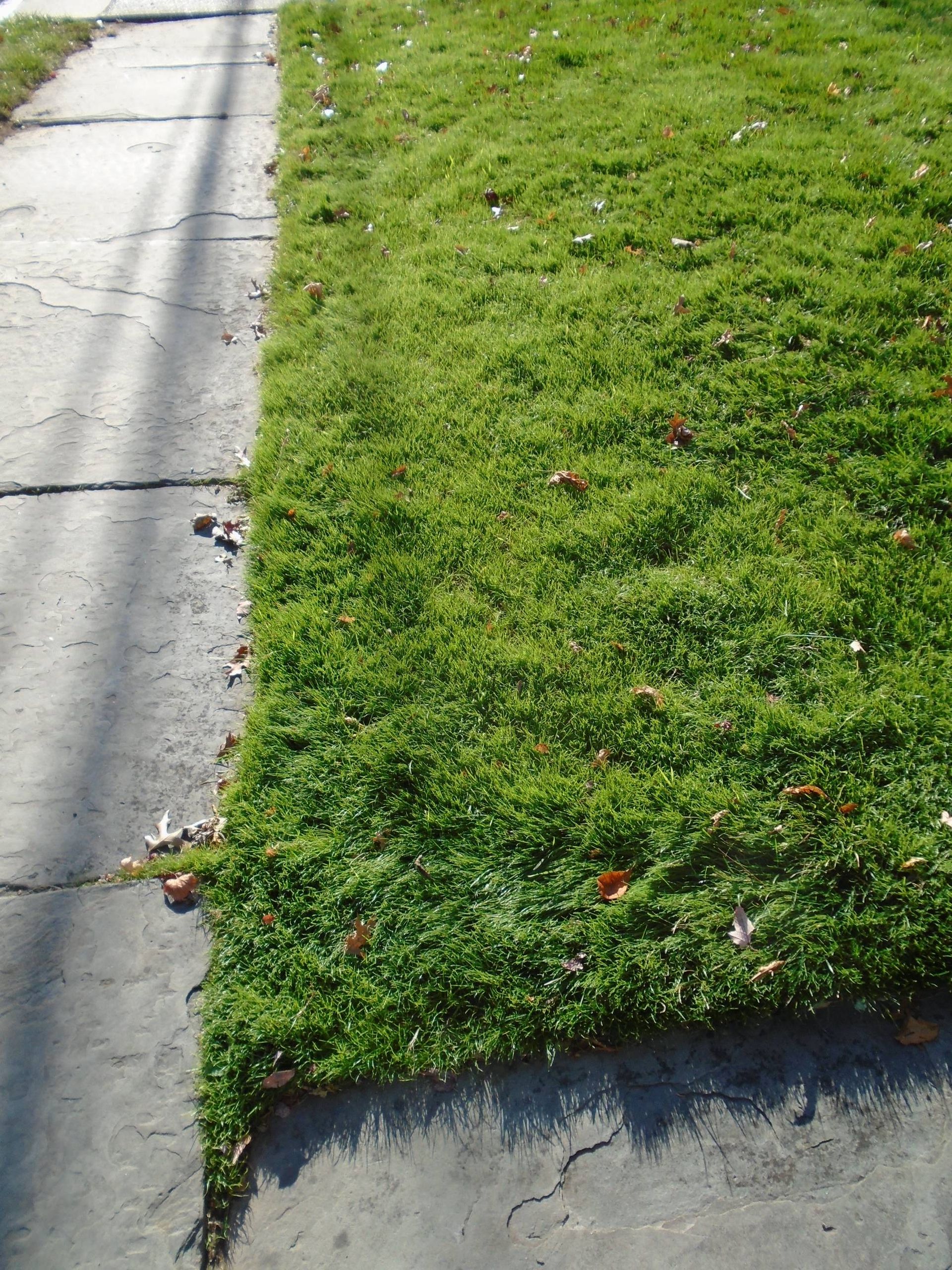 A patch of grass is growing on the side of a sidewalk